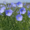 Flax Seed Powder