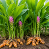 Turmeric Powder