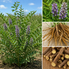 Licorice Root Powder