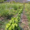 Limonotu Çayı / Lemongrass